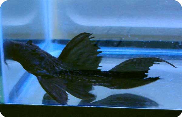 L320 BLACK ANGEL (Psuedacanthicus Sp.) - 9"